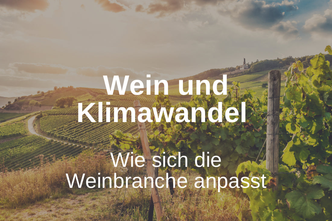 Wein und Klimawandel: Wie sich die Weinbranche anpasst.